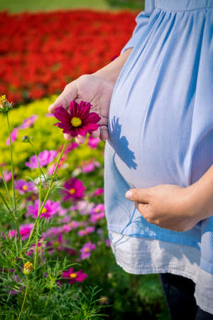 Closeup on tummy of pregnant woman, holding in hands bouquet of Cosmos flowers outdoors, new life conceptの写真素材