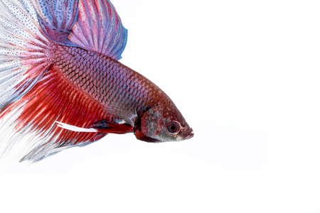 siamese fighting fish , betta on white background.の写真素材
