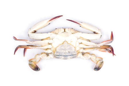 Blue crab isolated on white backgroundの写真素材