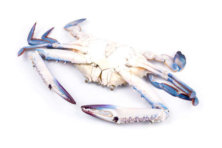 Blue crab isolated on white backgroundの写真素材