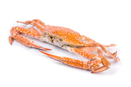 Red crab isolated on white backgroundの写真素材