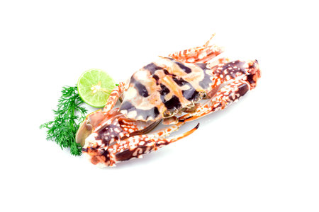 Fresh crab on white backgroundの写真素材