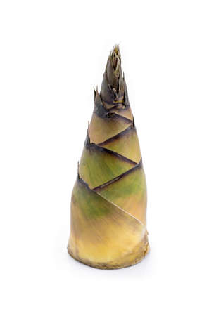 Bamboo shoots on white background.の写真素材