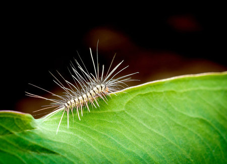 order Lepidoptera, hairy worm eating young green leaves on a tree in summer time outdoor with...