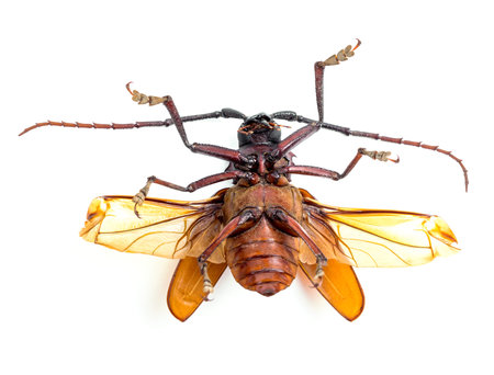 brown scarab beetle on white backgroundの写真素材