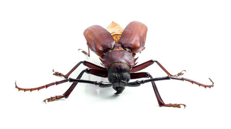 brown scarab beetle on white backgroundの写真素材