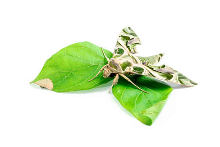 House moth isolated on the white backgroundの写真素材