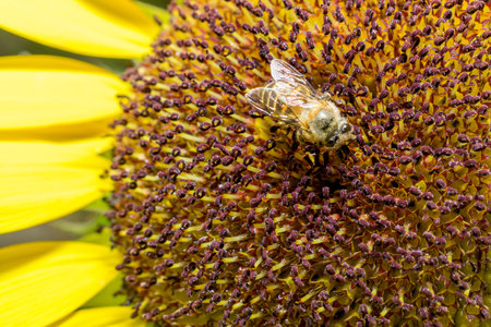 close up of bee on sunflower, sun-up