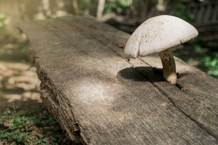 Fresh brown mushrooms with very shallow depth of fieldの写真素材