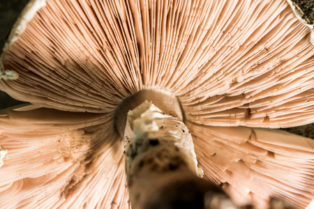 Under the Mushroom, Close-up.