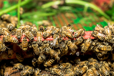 Macro shot of bees are kept in crates.
