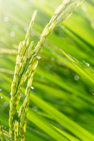 Close up of green paddy rice. Green ear of rice in paddy rice field under sunrise, Blur Paddy rice field in the morning backgroundの写真素材