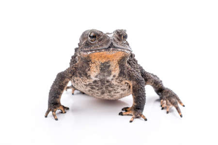 Asian common toad on white backgroundの写真素材