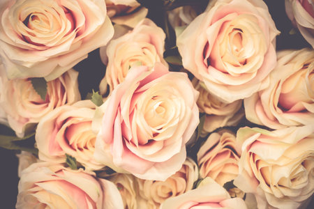 vintage roses as backgroundの写真素材