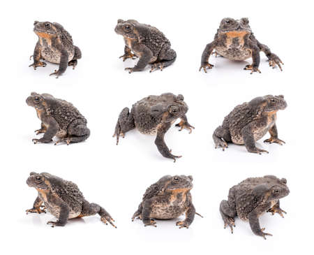 Asian common toad on white backgroundの写真素材