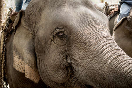 Asian elephant close-upの写真素材