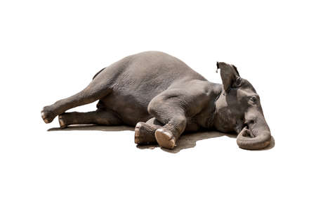Elephant on a white backgroundの写真素材
