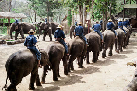show of the school elephant, Lampang, Thailand.のeditorial素材