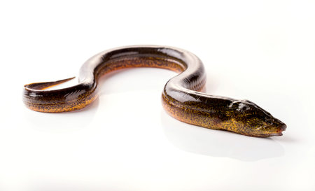 Long eel on a white background