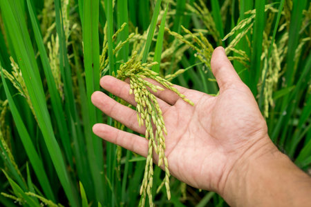 Agriculture/ hand tenderly touching a young rice in the paddy field
