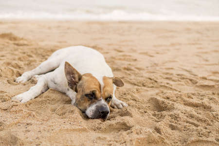 dog on beach, stray dogの写真素材