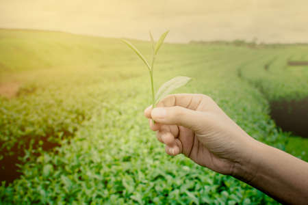 tea picking hand, Changrai Thailand.の写真素材