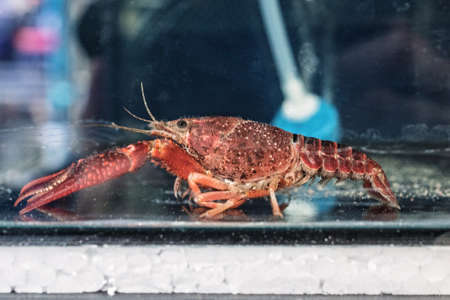 Orange Crayfish in the fish tankの写真素材