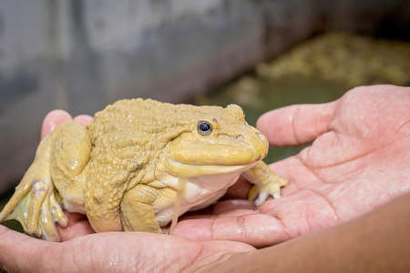 Photo of a frog close up on a man's handの写真素材