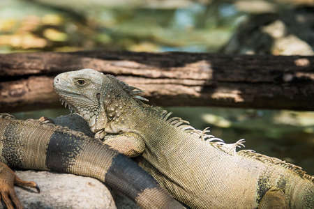 lizards on a grass in a sunny dayの写真素材