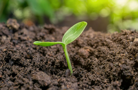 Young sprout in springtime,Closeup.