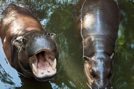 Close-up hippo face on the water in zoo.
