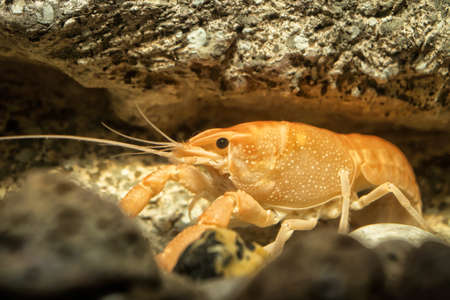 crayfish in aquarium with rocksの写真素材