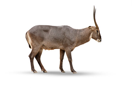 Female sable antelope (Hippotragus niger) isolated on white background.の写真素材