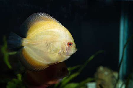Discus (Symphysodon spp.), freshwater fish native to the Amazon Riveの写真素材
