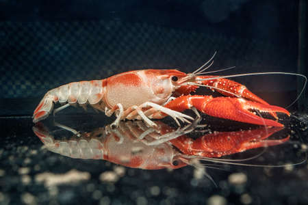 Orange Crayfish in the fish tankの写真素材