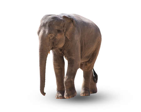 Elephant isolated on a white background.の写真素材