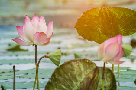 Lotus flower and Lotus flower plants, Thailand.の写真素材