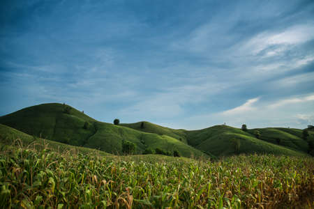 Corn field on the mountain with Blue sky and cloud in Phrae Thailand, Summer landscape with green field.の写真素材