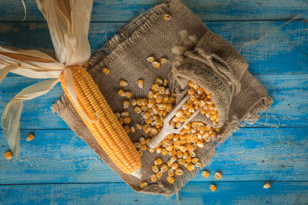 Corn on a blue wooden boards, Dried corn seeds in sack bag on wooden board,agriculture productの写真素材