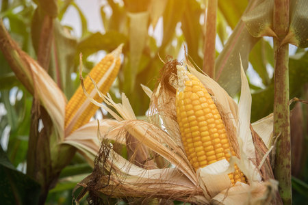 Closeup corn on the stalk in the corn field, Ripe corn cob growing in field closeup.