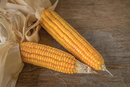 Dried corn on wood background