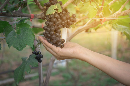 bunch of grapes in handの写真素材