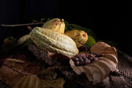 Cocoa Beans and Cocoa Fruits on woodenの写真素材