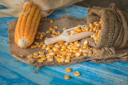 Corn on a blue wooden boards, Dried corn seeds in sack bag on wooden board,agriculture productの写真素材