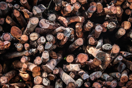Natural wooden background - closeup of chopped firewood. Firewood stacked and prepared for winter...