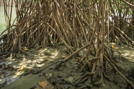 Mangrove forest in Phetburi Thailand, mangrove tree on river