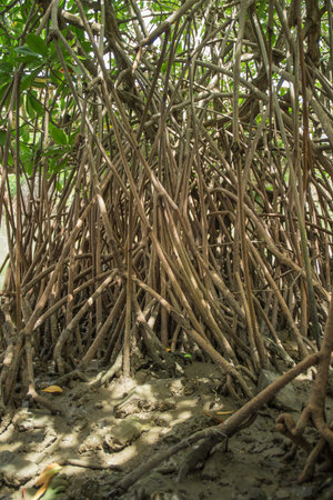 Mangrove forest in Phetburi Thailand, mangrove tree on river