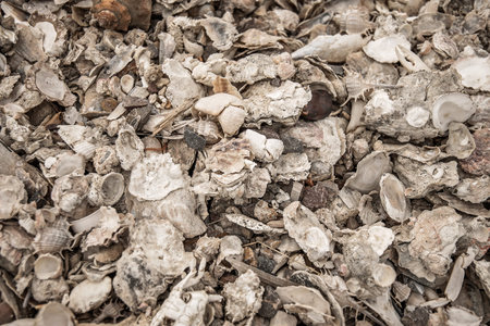 Multicolored sea shells background. Small shells closeup. Sea shell banner template.