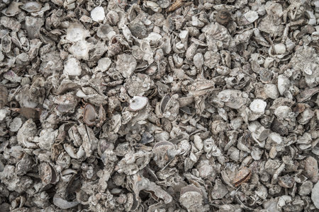 Multicolored sea shells background. Small shells closeup. Sea shell banner template.