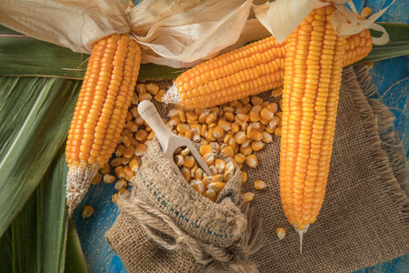Corn on a blue wooden boards, Dried corn seeds in sack bag on wooden board,agriculture product